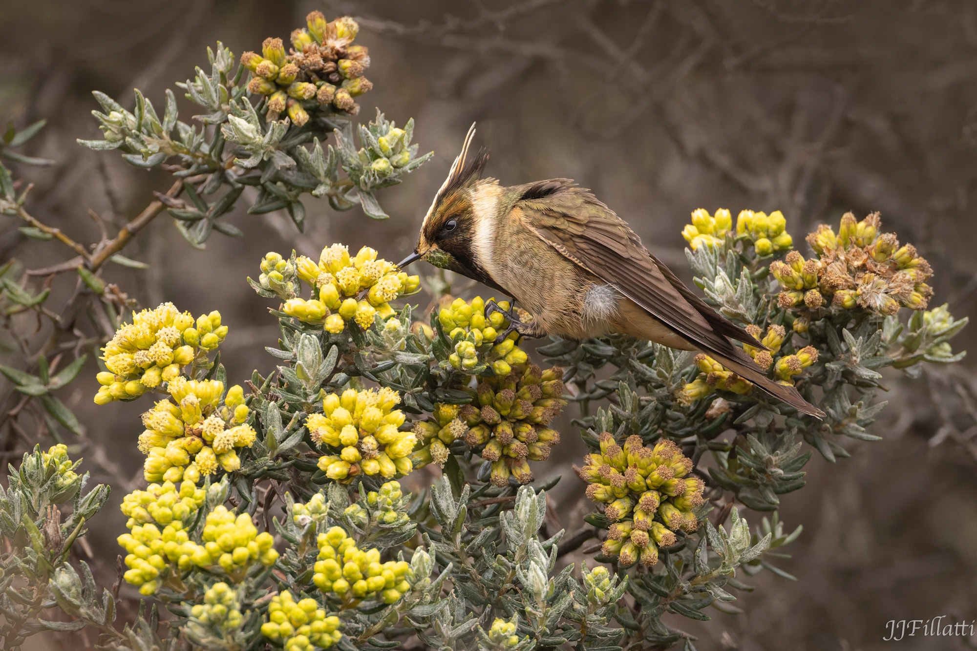 bird of colombia image 28